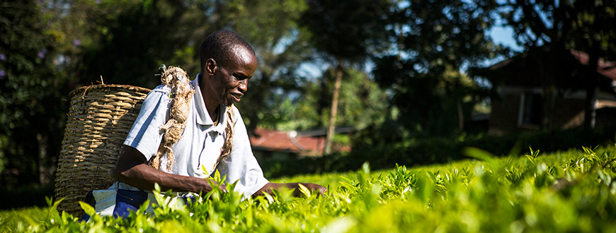 Fairtrade-Tee-Arbeiter aus Kenia