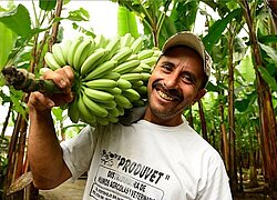 Die Bananen-Kooperative Union Carchense in Ecuador