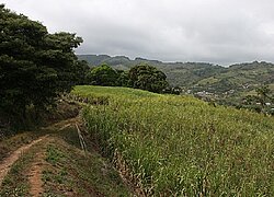 La coopérative du sucre Coopecanera en Costa Rica