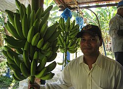 Die Bananen-Kooperative Coobamag in Kolumbien