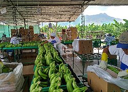 Die Bananen-Plantage Agrícola El Cascabel in Peru
