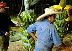 La coopérative bananière Valle de Chira en Pérou