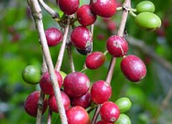 Der Kaffeekooperativen-Verband KCU aus Tansania