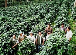 Die Kaffee-Kooperative Sol y Café in Peru