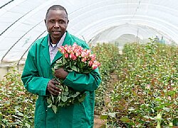 Die Blumenfarm Oserian in Kenia