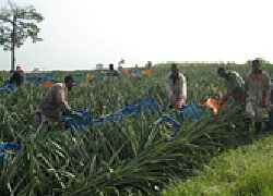 Die Ananas und Mango-Plantage Bomarts in Ghana