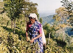 La coopérative du thé et d'épices SOFA en Sri Lanka