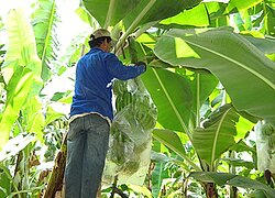 Die Bananen-Kooperative Asecoban in Peru