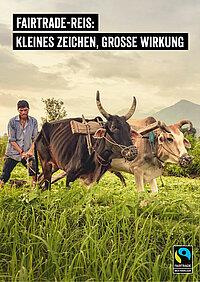 <p>Fairtrade-Reis: Die wichtigsten Infos auf einen Blick</p>