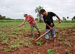 La coopérative du sucre Manduvirá en Paraguay
