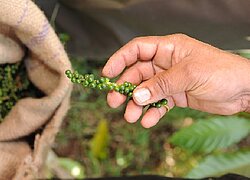 Die Nuss- und Gewürz-Kooperative Fair Trade Alliance Kerala in Indien