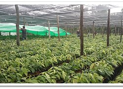 Die Kakao-Kooperative Cooperativa de Producción Agrícola Cacaoteros de Jutiapa Limitada in Honduras