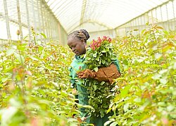 Die Blumenfarm Branan Flowers in Kenia