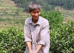 Die Dazhangshan organic tea farmer association (DOTFA)