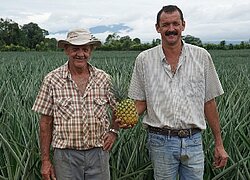 La coopérative d'ananas COOPEPINA au Costa Rica