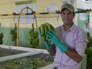 BANELINO-Bananenproduzent Erick Almanzar, 40, pr