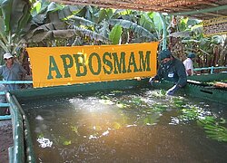 Die Bananen-Kooperative APBOSMAM in Peru