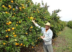 Die Orangen-Kooperative Associação dos Citricultores de Liberato Salzano in Brasilien