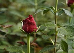 Die Blumenfarm Ravine Roses (Karen Roses) in Kenia