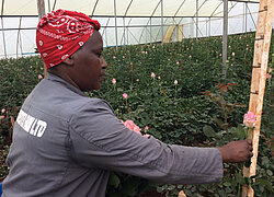 La ferme floricole Winchester Bahati au Kenya