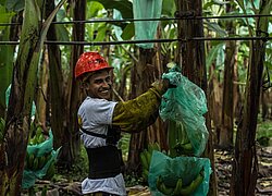 La coopérative bananière Asoguabo en Équateur