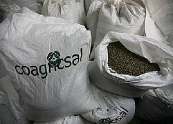 La coopérative du café et cacao Coagricsal en Honduras