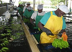 Die Bananen-Plantage Agrícola Las Azores S.A.: Finca Los Cedros in Kolumbien