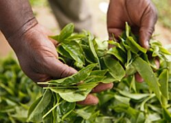 Die Teeplantage The United Nilgiri Tea Estates Co. Ltd. aus Indien