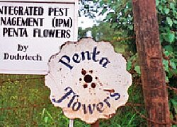 Die Blumenfarm Penta Flowers in Kenia
