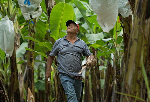 [Translate to fr:] Ein Feldarbeiter läuft durch eine Bananen-Plantage und blickt nach oben links 