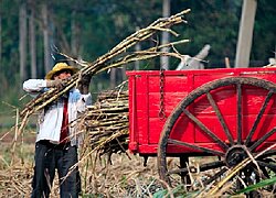 La coopérative sucre Asocace en Paraguay