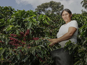 Cultivatrice de café en Bolivie lors de la récolte du café. Photo : Dennis Salazar Gonzales