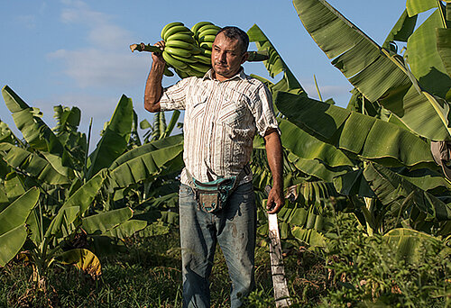 [Translate to fr:] Bananenbauer Roberto Gallo aus Peru. 