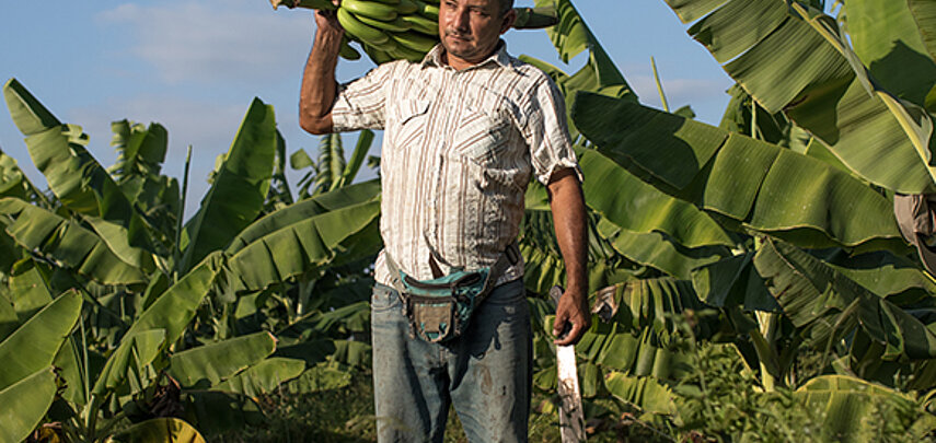 [Translate to fr:] Bananenbauer Roberto Gallo aus Peru. 