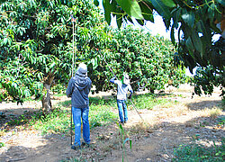 Die Mango-Plantage Gold Fruit in Brasilien