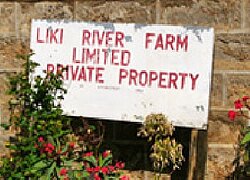 Die Blumenfarm Liki River in Kenia