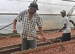 Die Kakao-Kooperativen-Union Conacado in der Domin