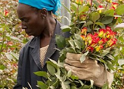 Die Blumenfarm Aquila in Kenia