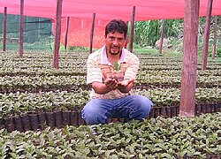 La coopérative du café La Florida en Pérou
