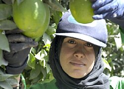 La plantage des fruits Magrabi en Egypte