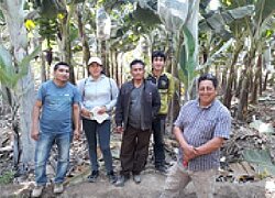 La coopérative bananièreAsociación de Pequeños Agricultores y Ganaderos del Algarrobal en Pérou