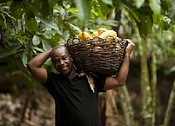 La Coopérative Agricole Espoir de Brindoukro (COOPAEB) en Côte d`Ivoire