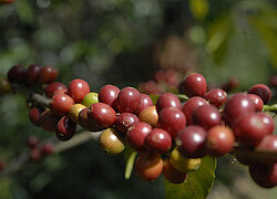 Die Sidama Coffee Farmers Cooperative Union (SCFCU) in Äthiopien