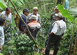 Die Kaffee-Kooperative Asprocafe in Kolumbien