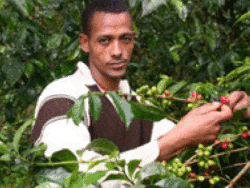 kaffeebauer von oromia