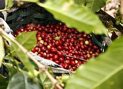 La coopérative du café PROCAFE en Nicaragua